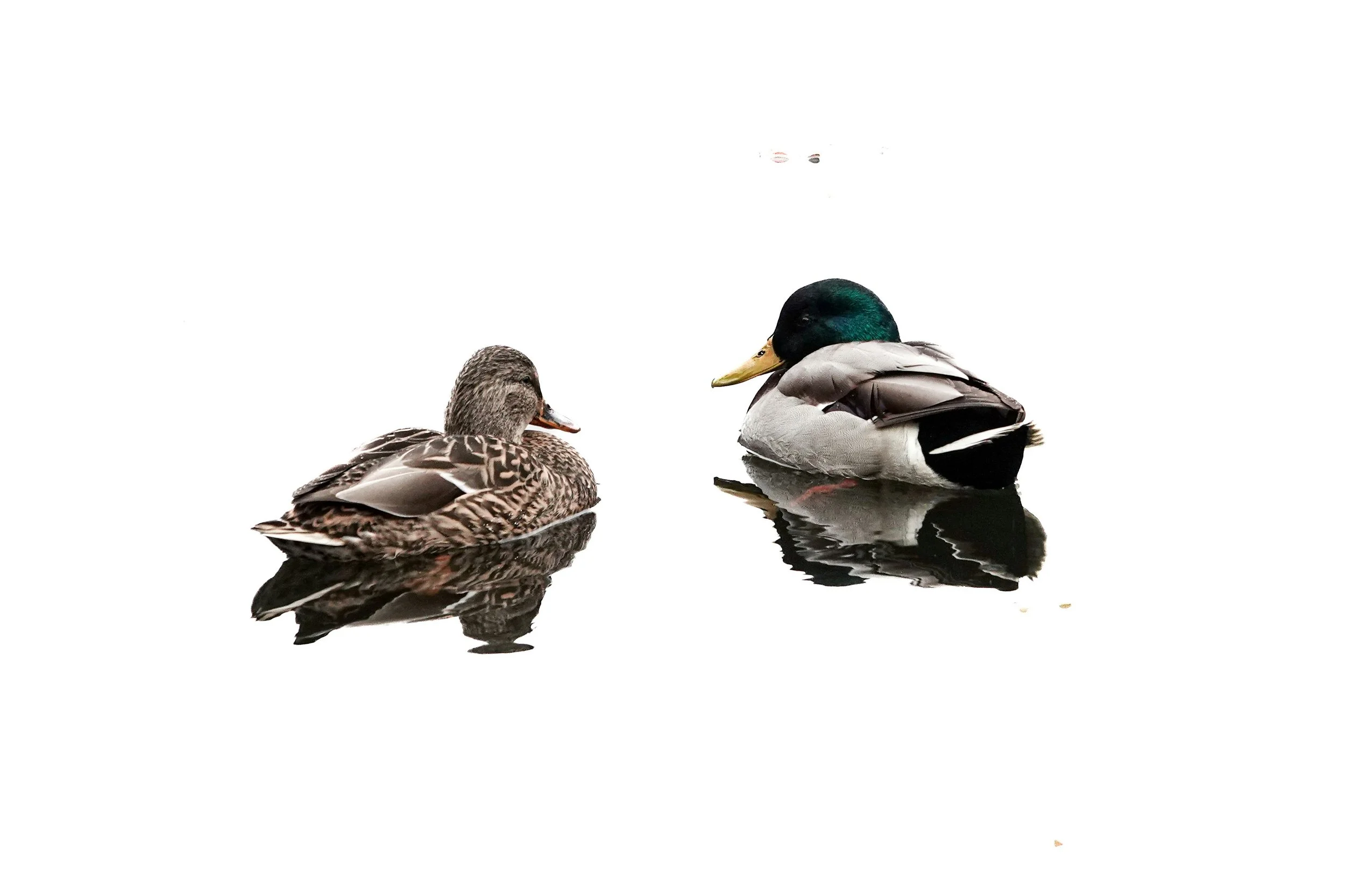 Ducks swimming close together due to trauma therapy in Seattle.