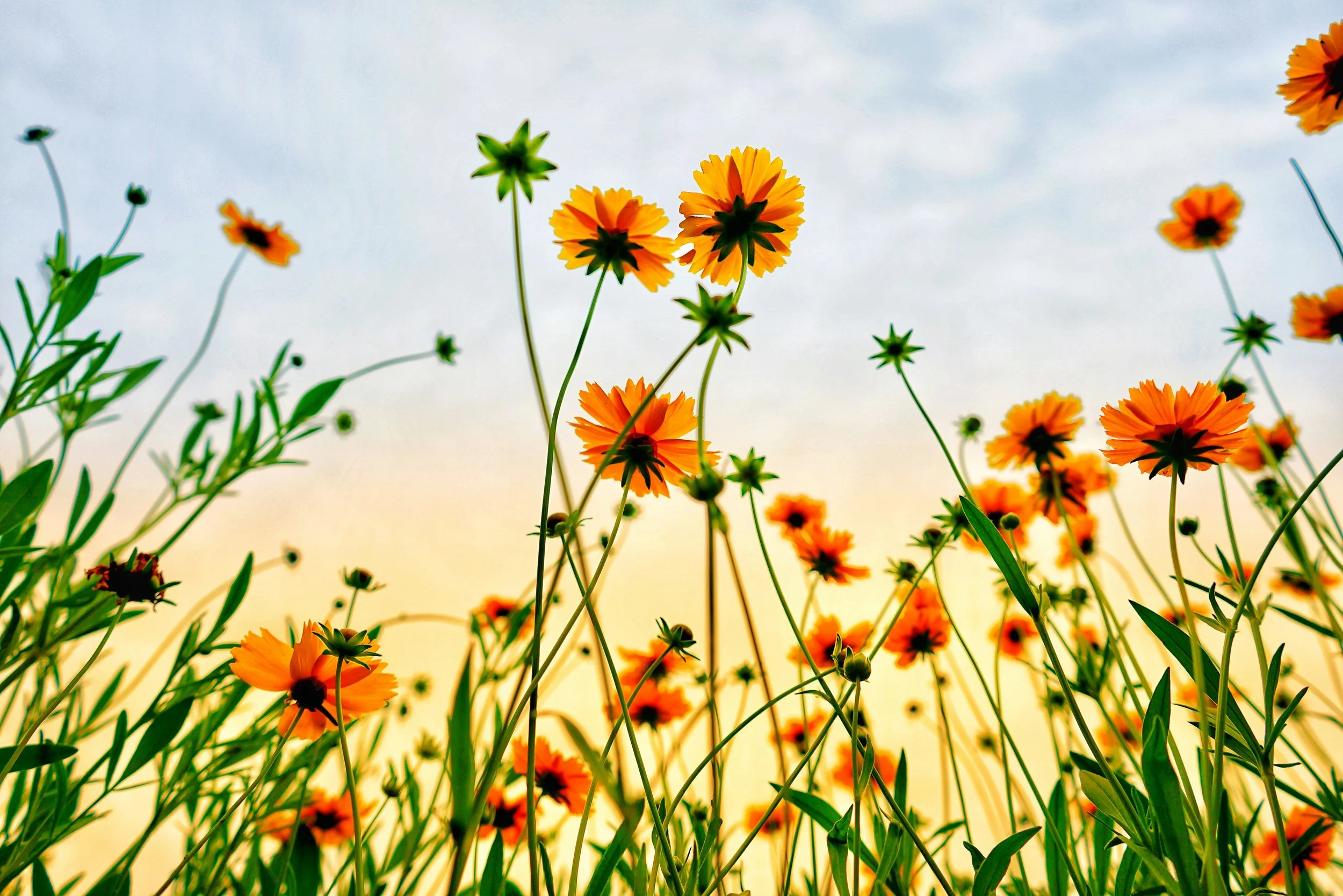 Image of wildflowers agains a cloudy sky symbolizing healing with EMDR therapy in Seattle.