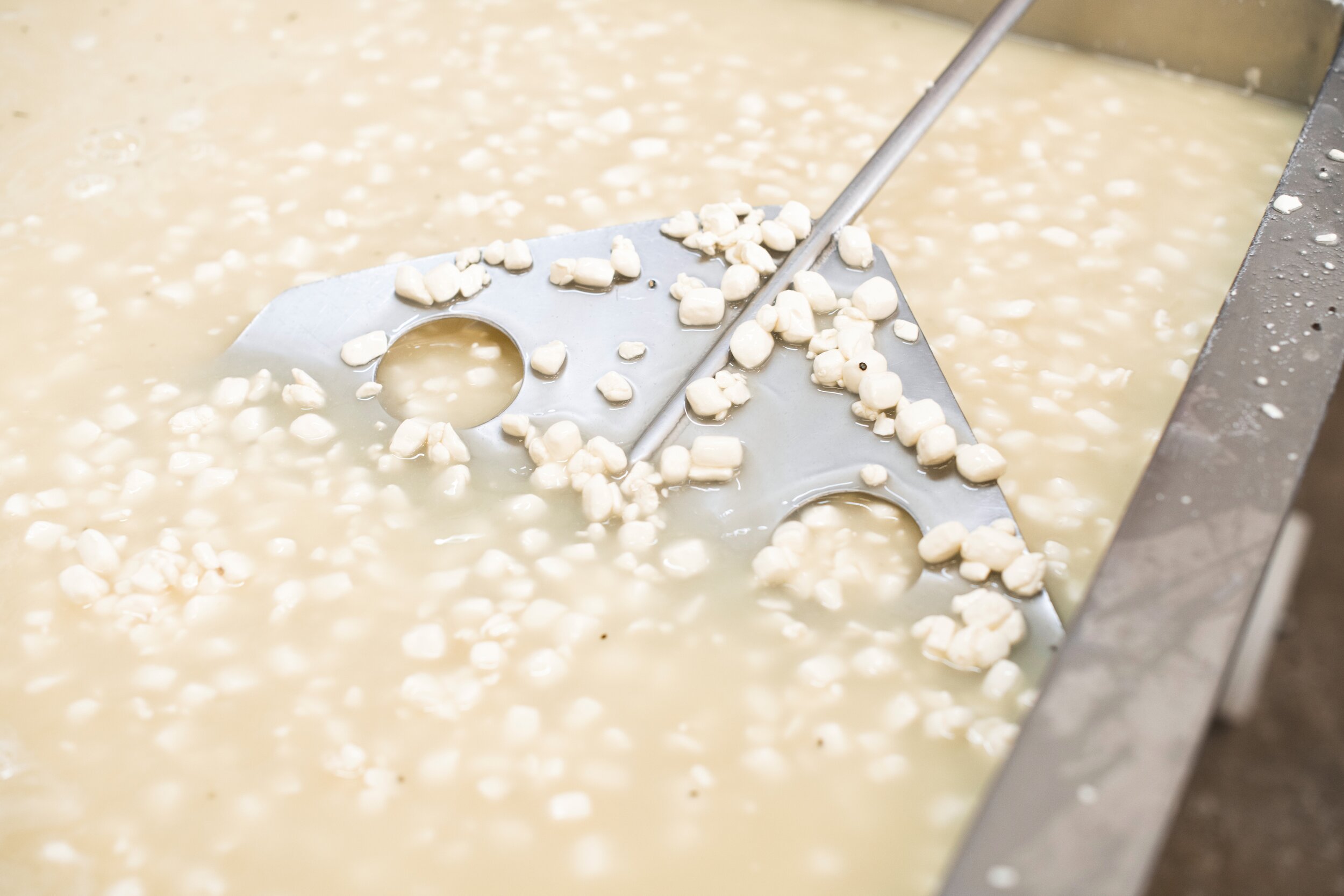 Checking Curd and Whey Resized.jpg