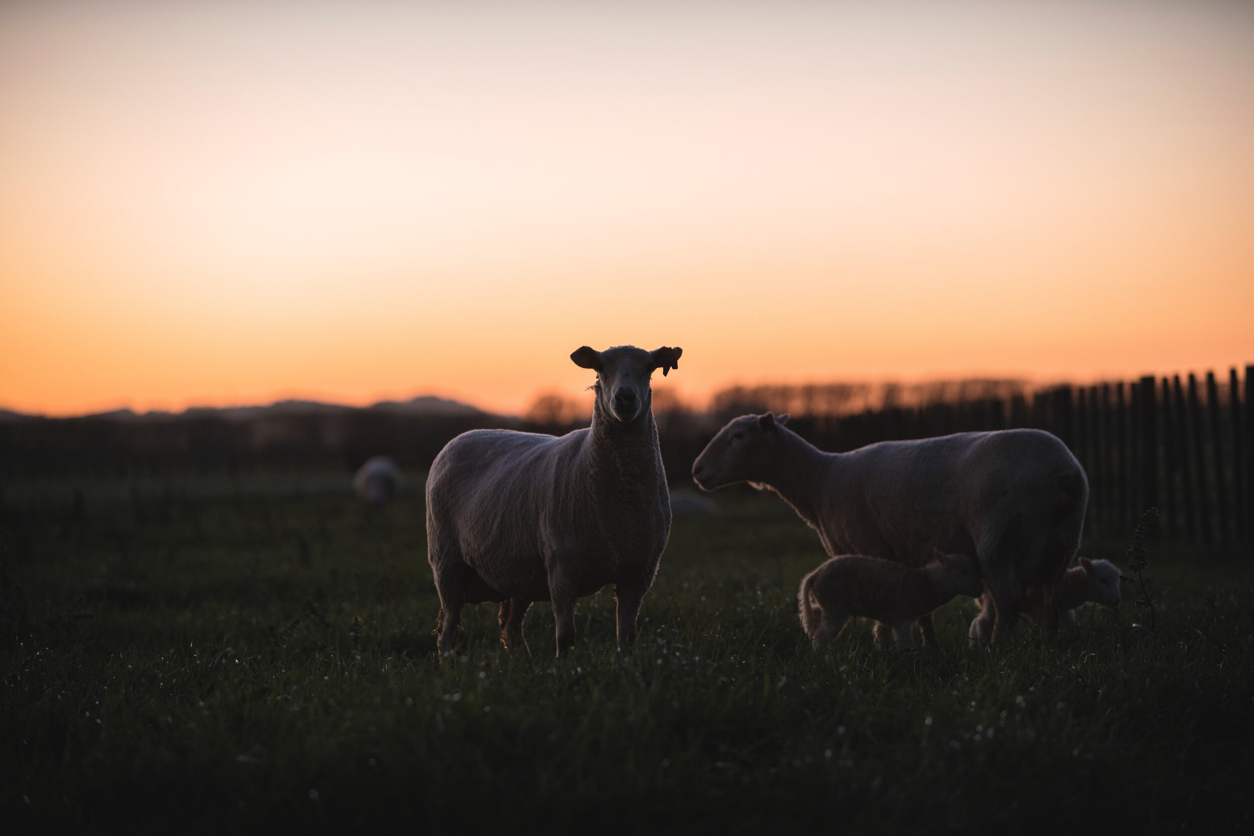 Sheep at Sunrise Resized.jpg