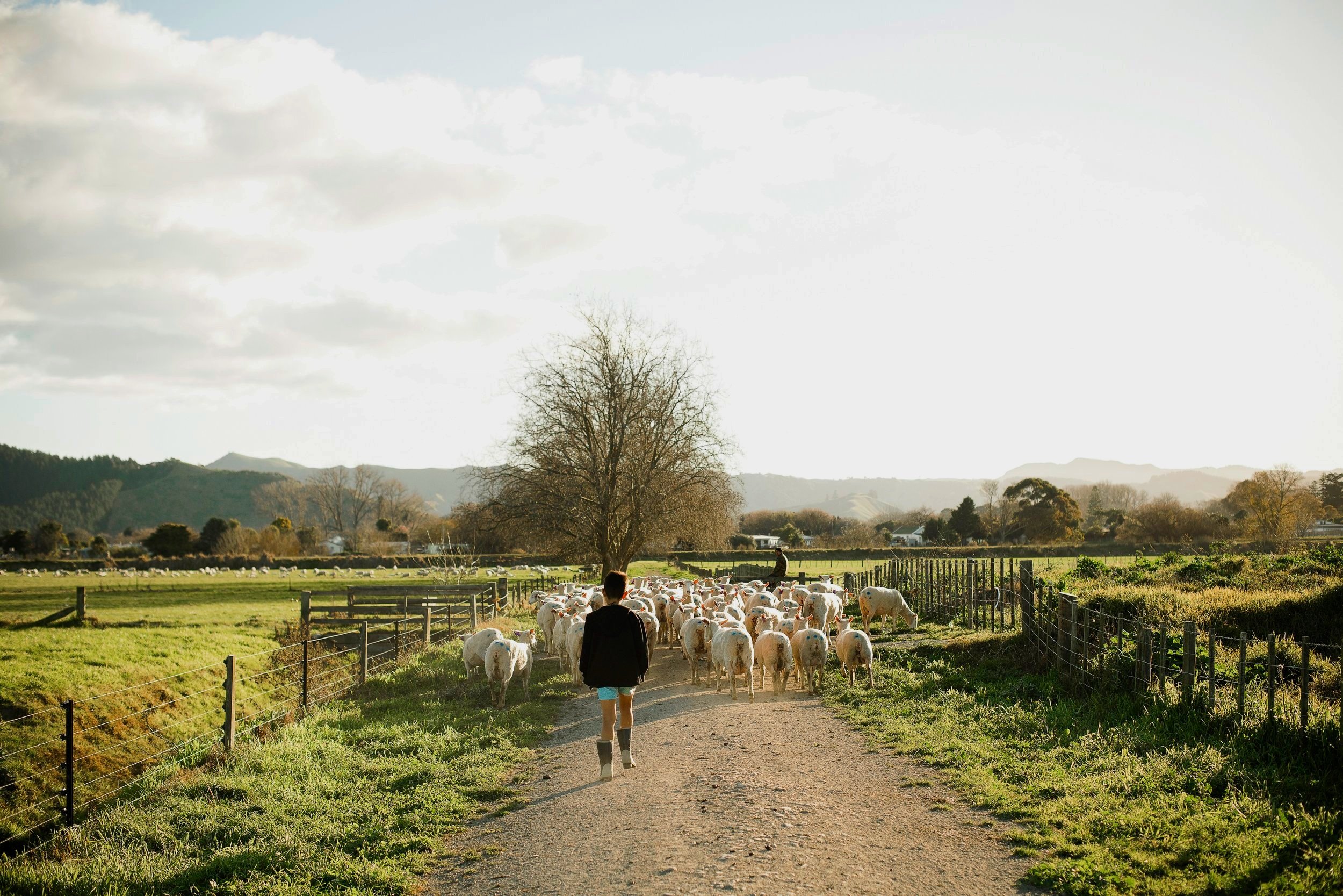 Sheep+Returning+to+Pasture+small.jpg