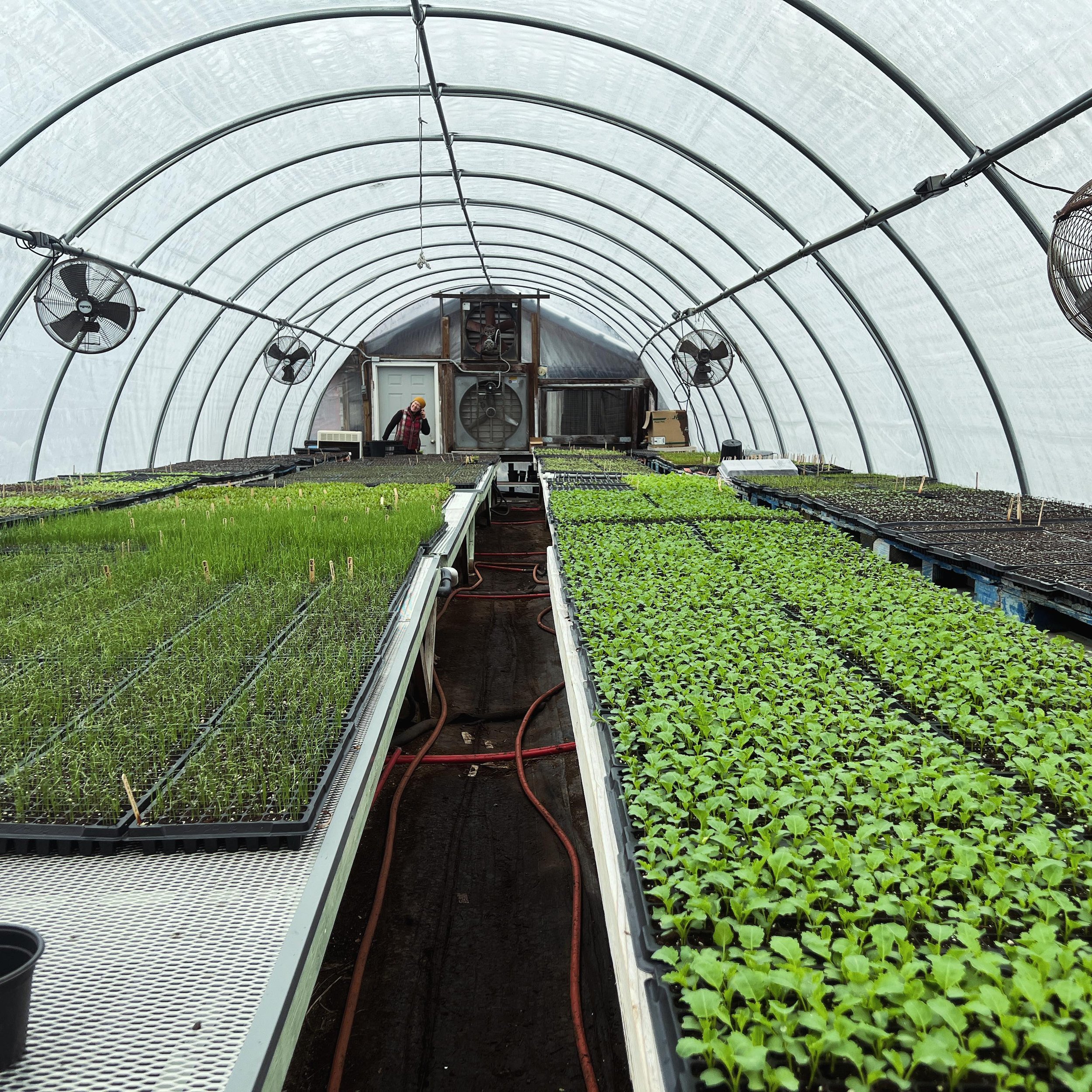 Sunny days make for happy plant babies 🌱

In just a few weeks these little ones will make their way out of the greenhouse and into the fields and tunnels

And just a few weeks after that they&rsquo;ll be ready for harvest, making their way off the f