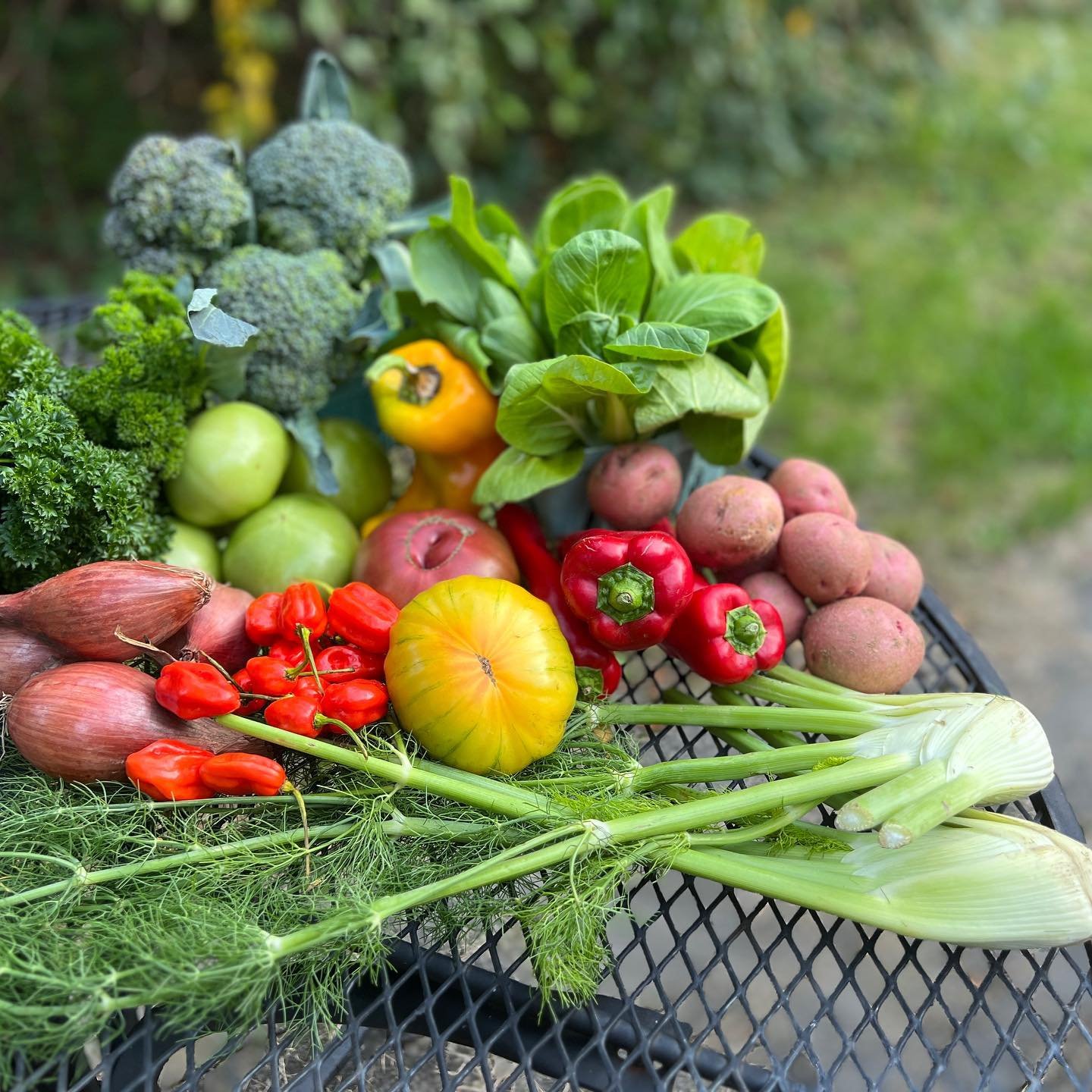 CSA is just 6 weeks away, so many delights await you!

We&rsquo;re over 90% sold for the coming season, join today and enjoy all that summer in the Finger Lakes has to offer ☀️ 

#fullplatefarmcollective #ithacacsa #eatlocal #eatfresh #eatorganic #fl