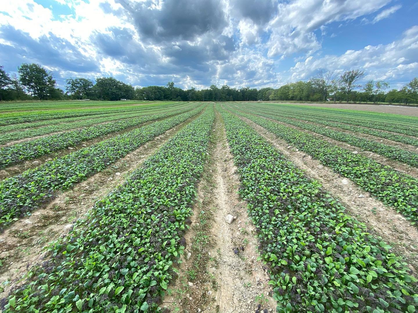 Happy Earth Day 🌏 with gratitude and care for the land that nourishes our plants, bodies and souls each and every day ❤️ 

#fullplatefarmcollective #organicfarming #flxfarmers #stickandstonefarm #remembrancefarm #sustainablefarmong #earthday #earthd