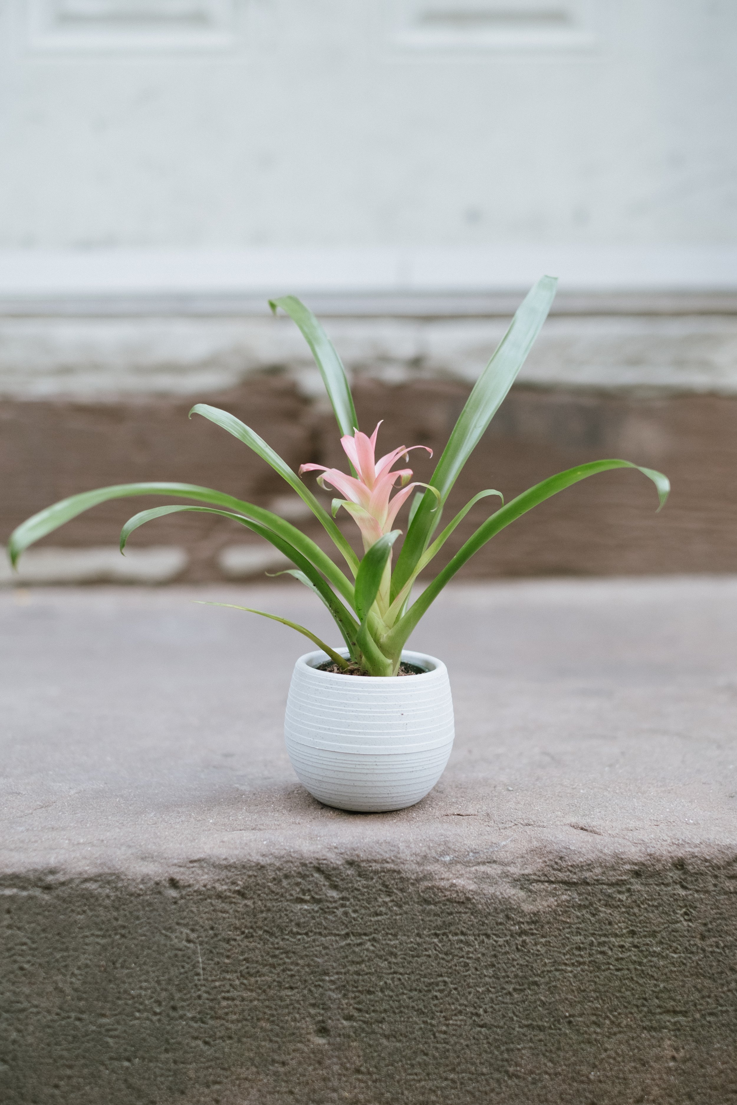 Bromeliad 2"