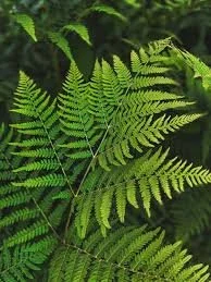 fern.JPG