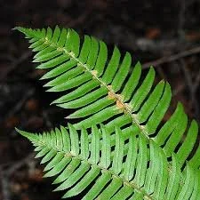 fern2.JPG