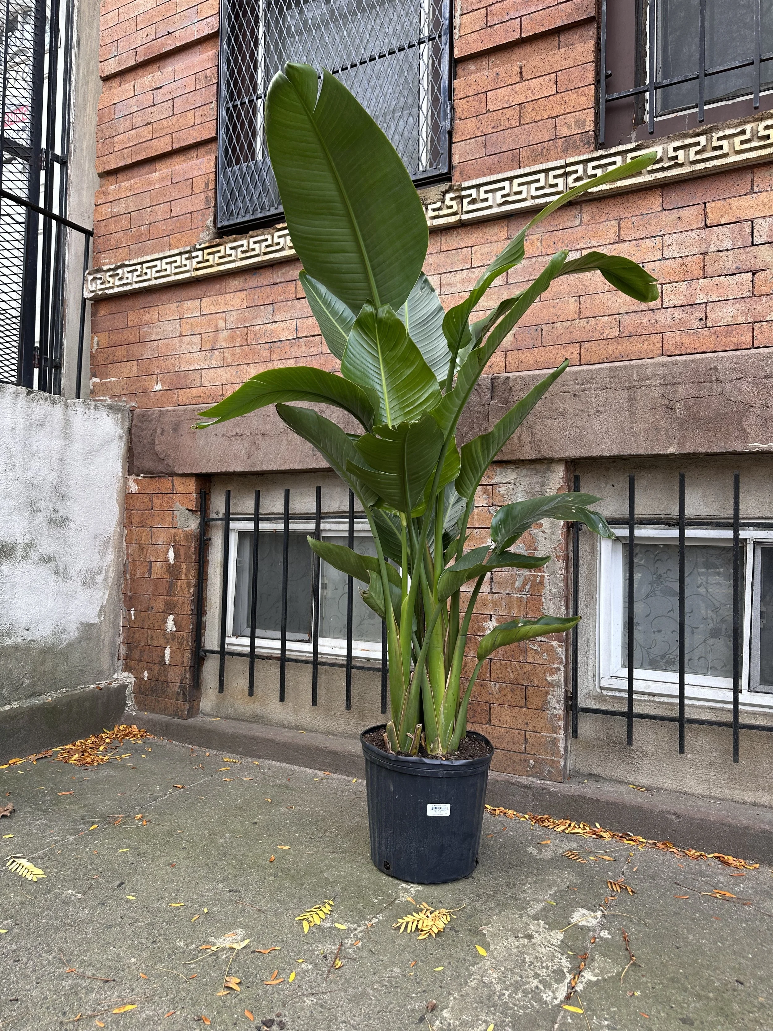 5ft Bird of Paradise – Large Indoor Tropical Plant (12” Pot)