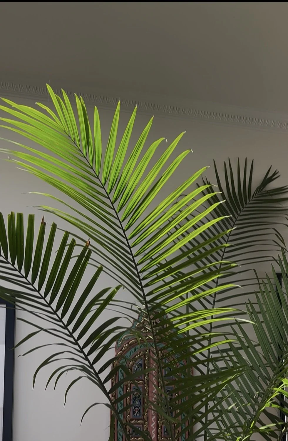 5ft Majesty Palm (10–12” Pot) – Tall Tropical Indoor Palm