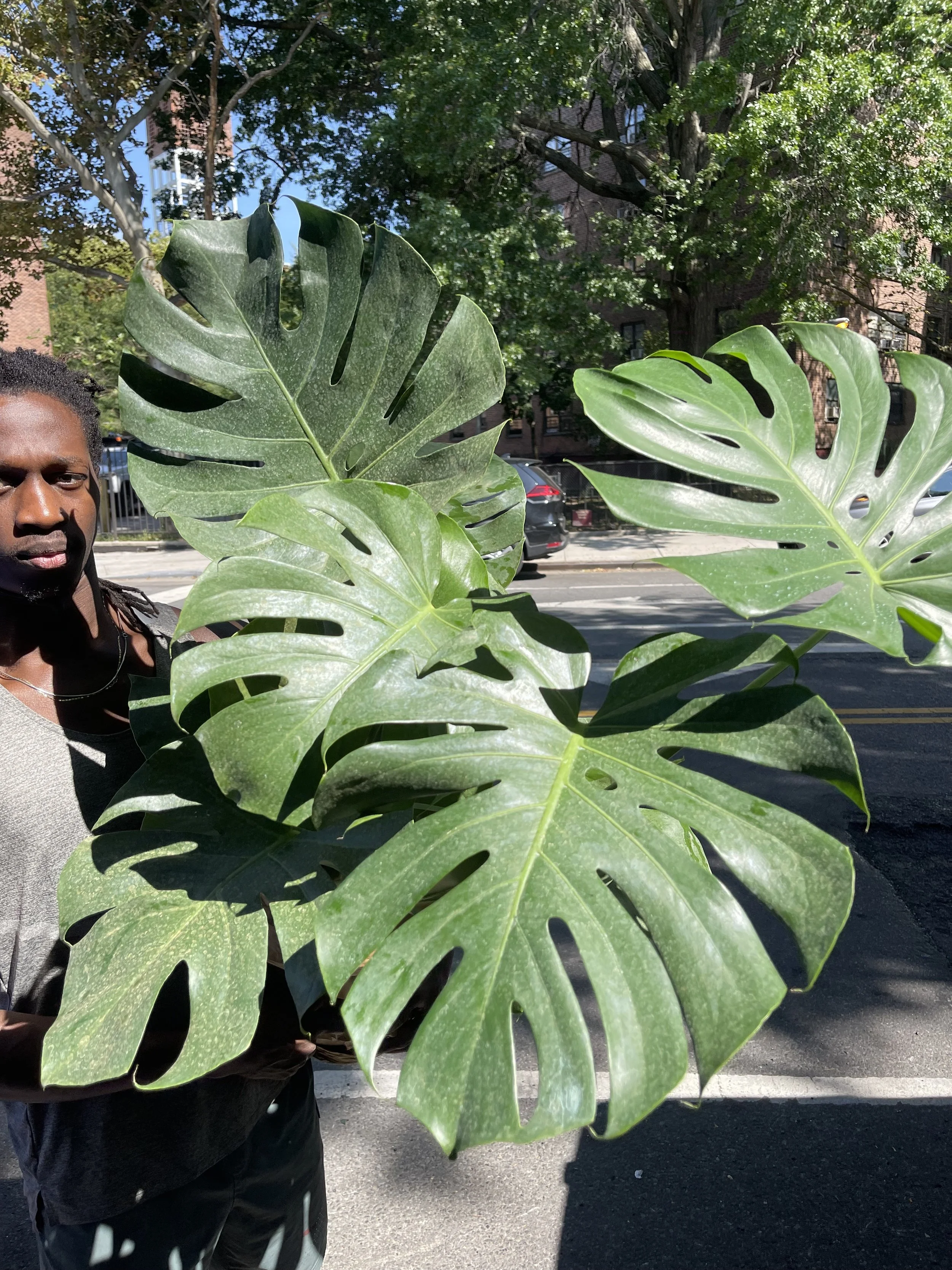 monstera1.jpg