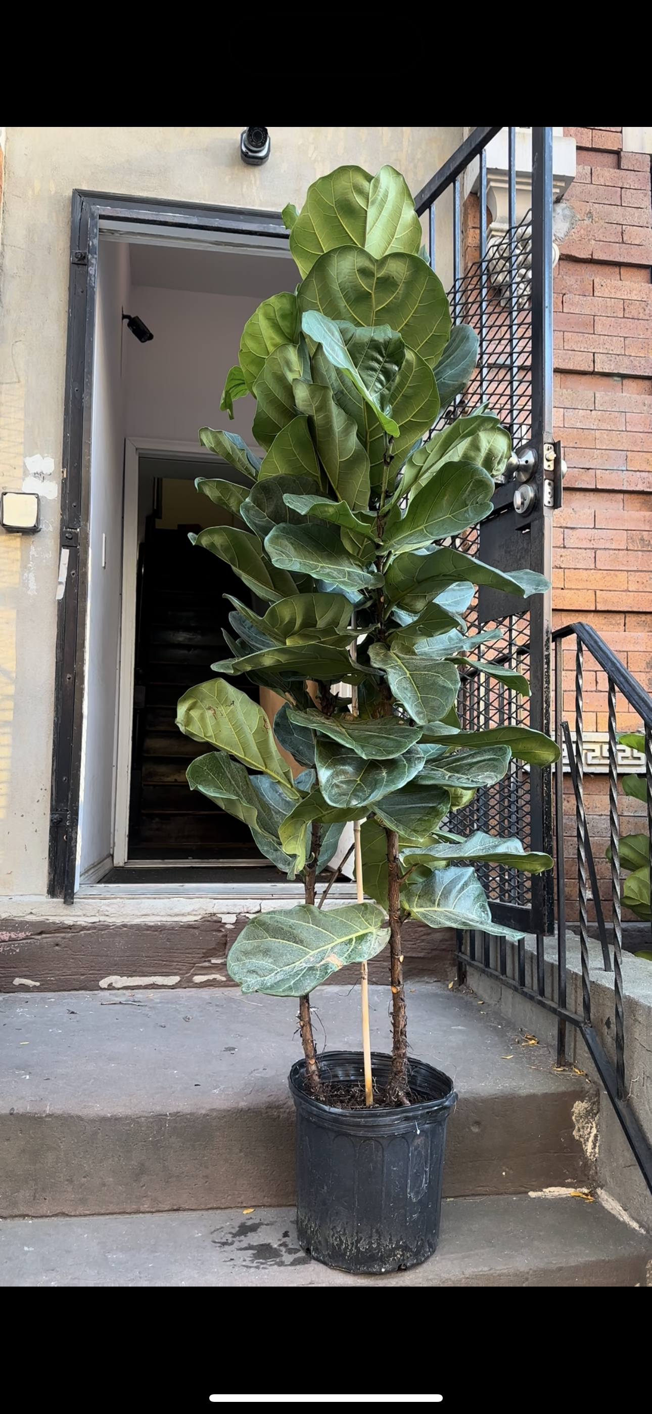 6ft Double Stem Fiddle Leaf Fig (12” Pot) – Extra Full Indoor Ficus