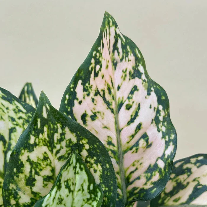 Aglaonema_Eileen_700x.jpg.webp