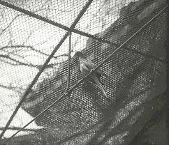 Martha, the last passenger pigeon, in her cage at the Cincinnati Zoo (circa 1912). In a single human generation, passenger pigeons went from flocking in the billions to one final individual.