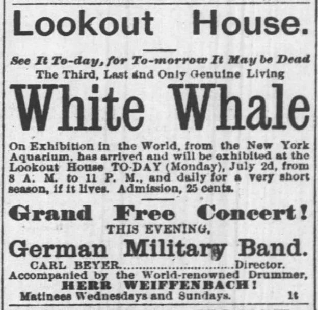 "See it To-day, for To-morrow It May Be Dead"
Advertisement from the Cincinnati Enquirer for the last of the three whales