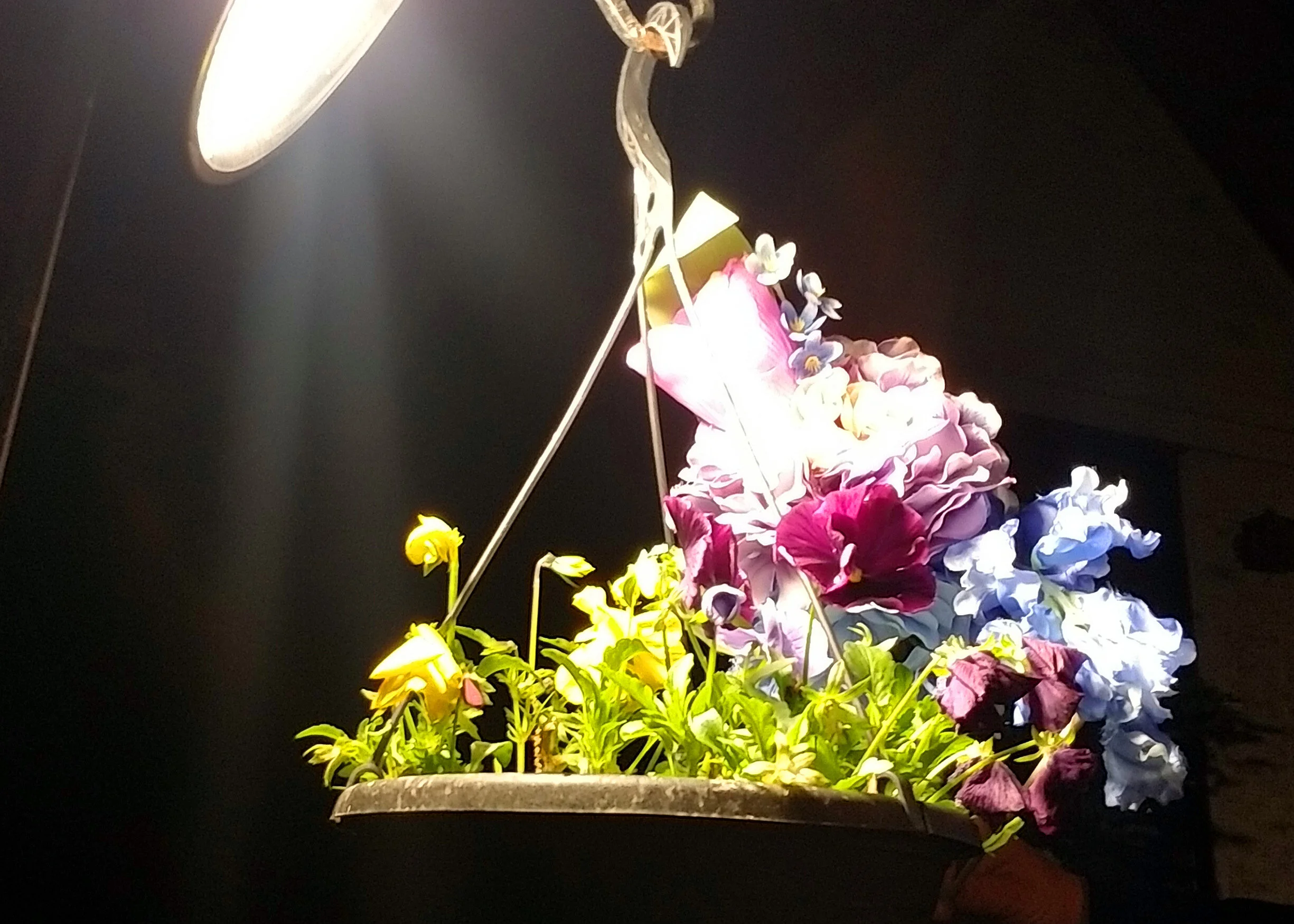 Filming the Flower Wisp