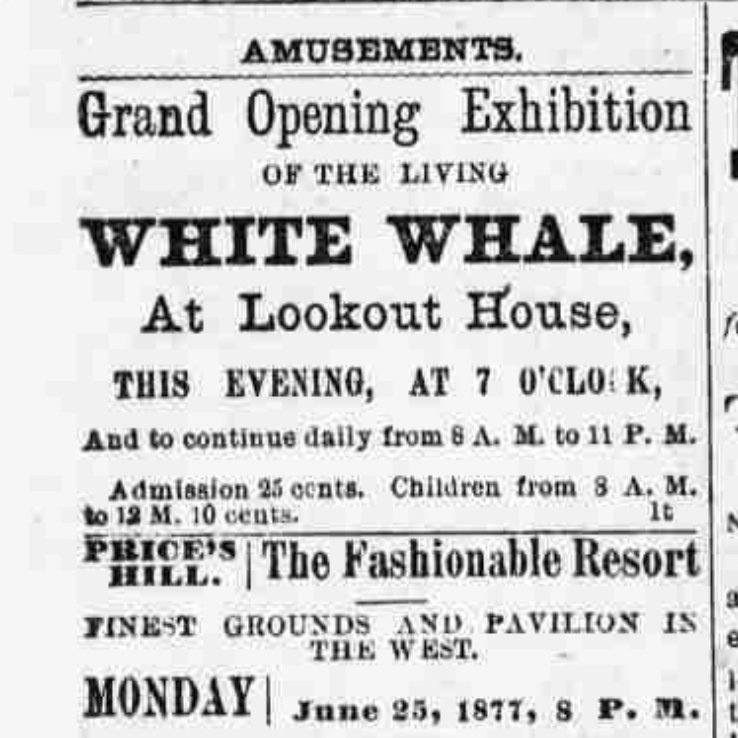 Advertisement from the Cincinnati Times Star announcing the opening of the White Whale exhibition on June 25th 1877