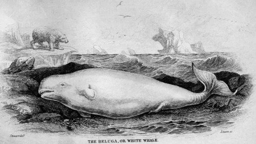 19th century drawing of beluga whale