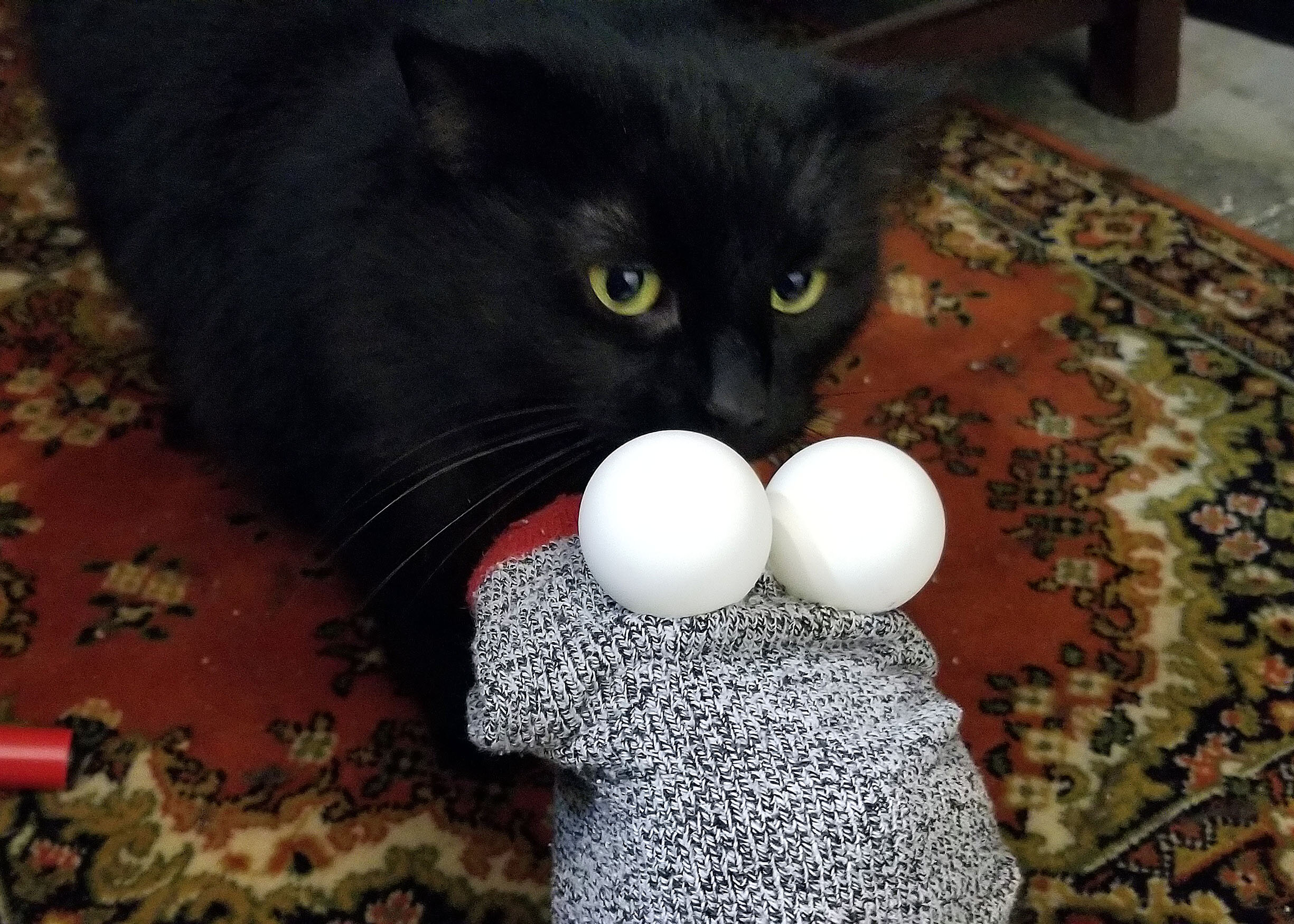 Puppet Approval Time for Gypsy the Cat