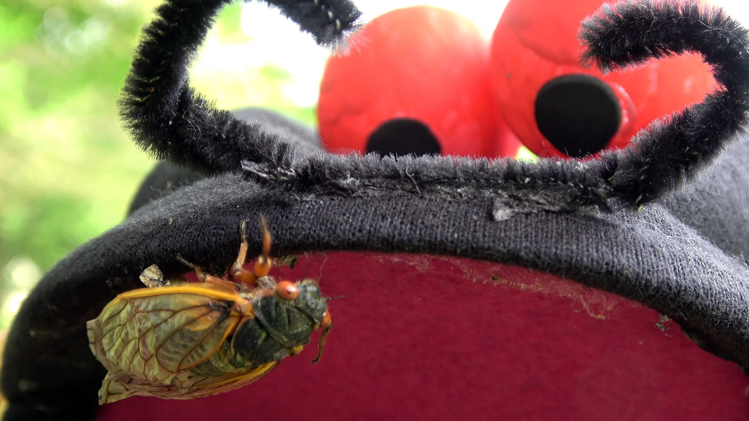 "Making New Friends"