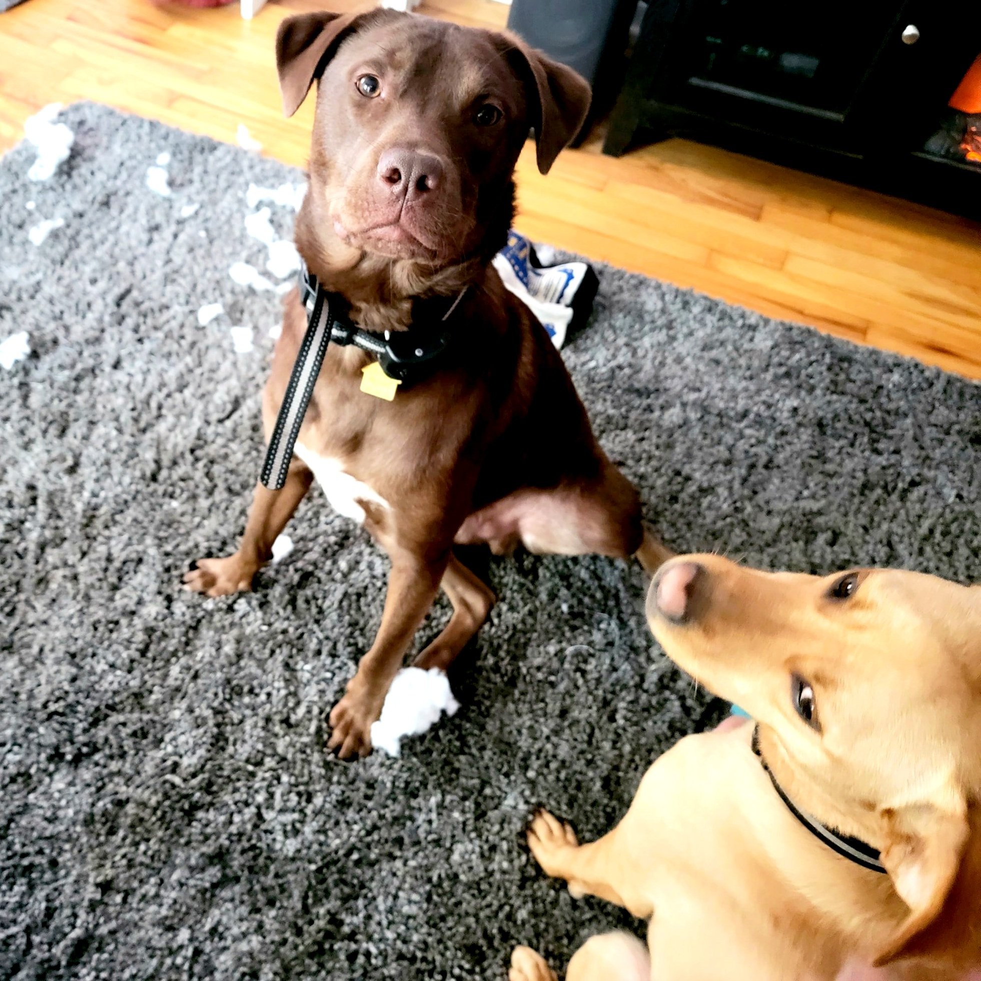 Milo absolutely did not do it