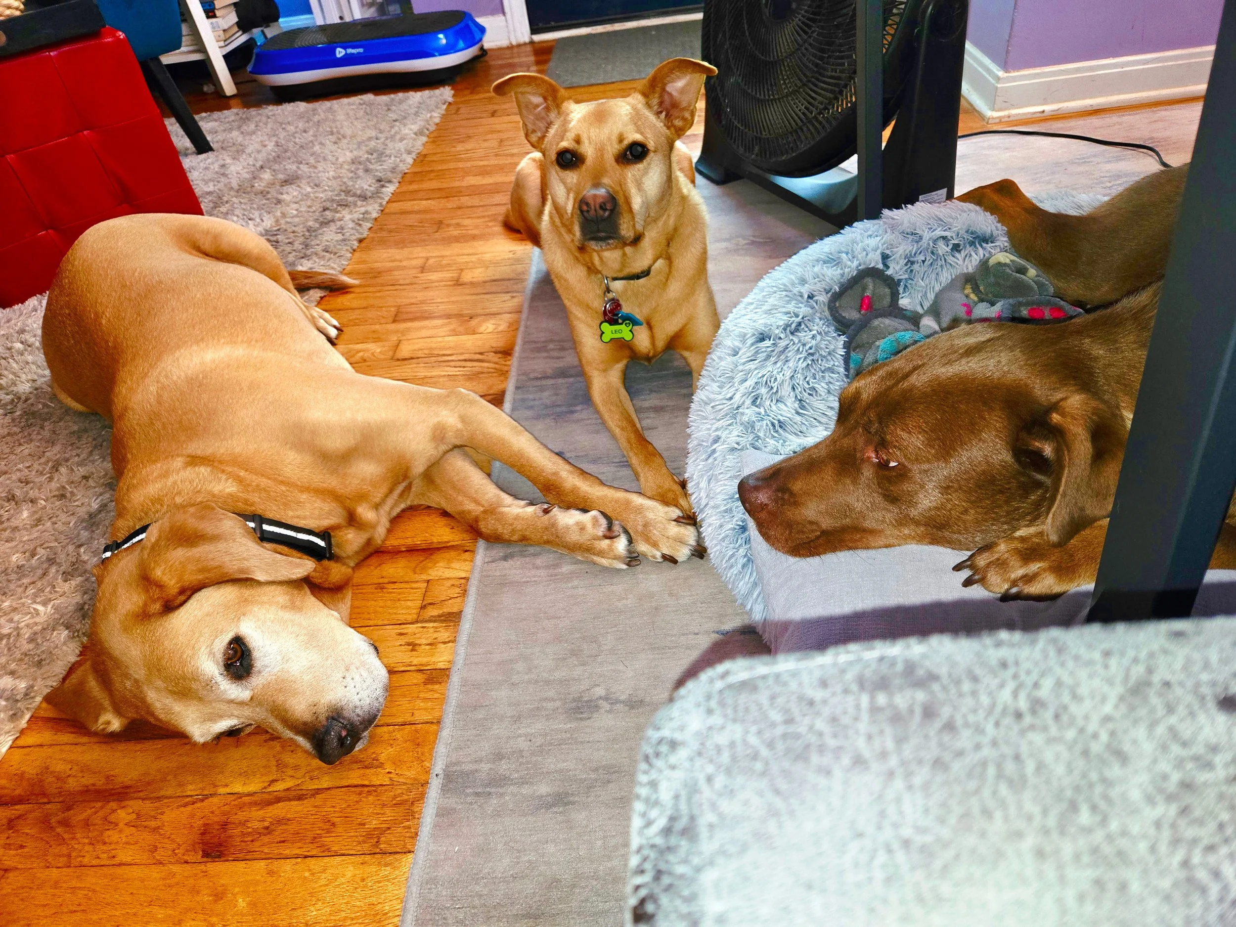 Definitely not begging for food