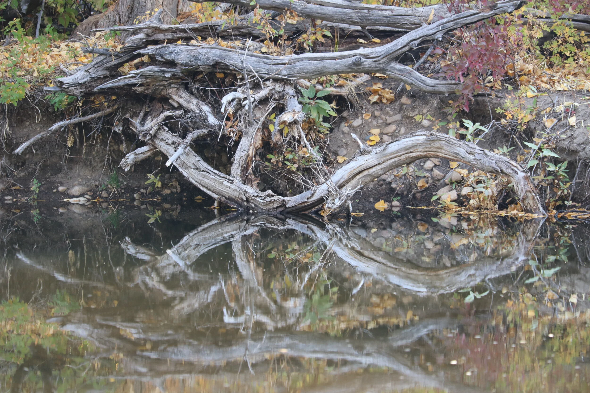 2020 ICC Fall reflection.JPG