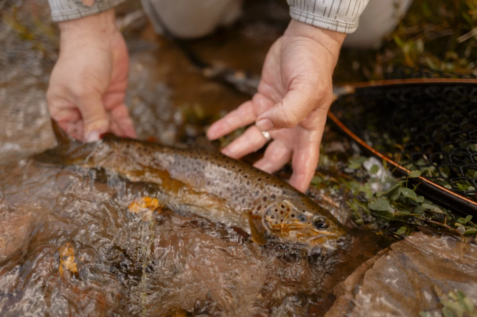 Person holding a fish in a shallow stream or river, with a fishing net nearby.