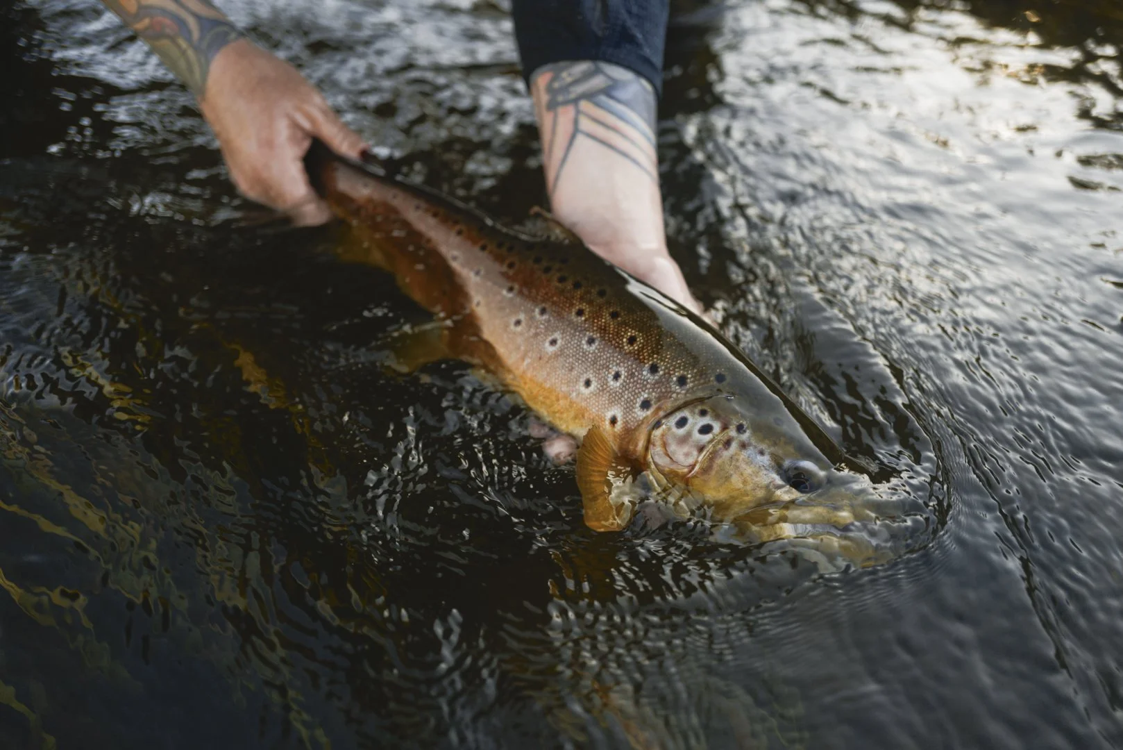 A person holding a large rainbow trout in a river.