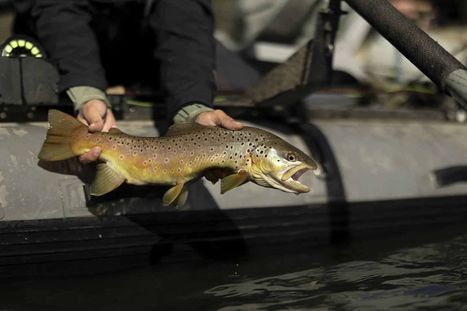 Person holding a brown and yellow spotted fish with an open mouth over a boat.