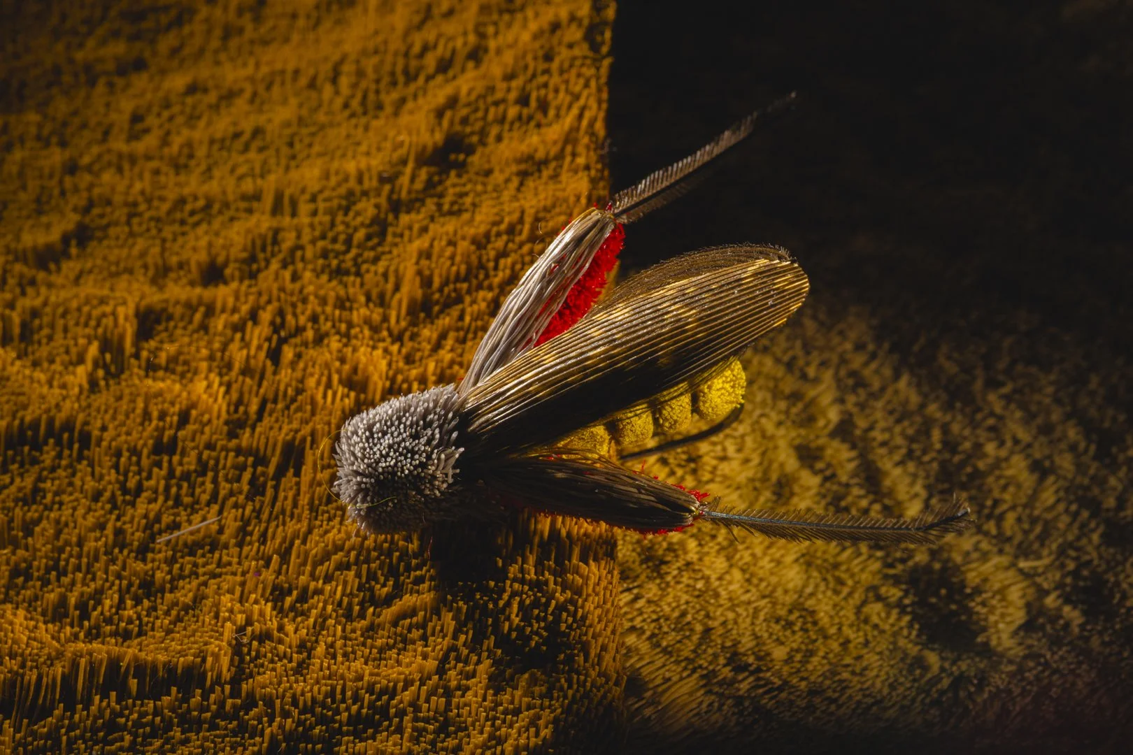 Close-up of a black and white insect with golden wings on a textured orange moss surface.