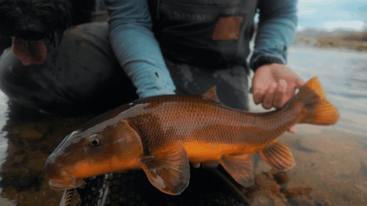 Person holding a large fish near the water's edge.