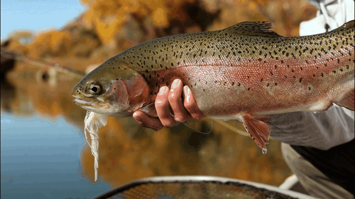 Person holding a large rainbow trout fish over a lake with autumn-colored trees in the background.
