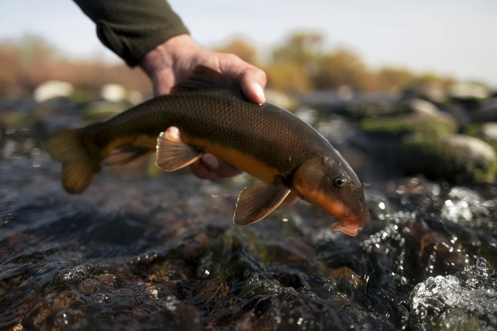 Person holding a fish over a rocky stream with trees in the background.