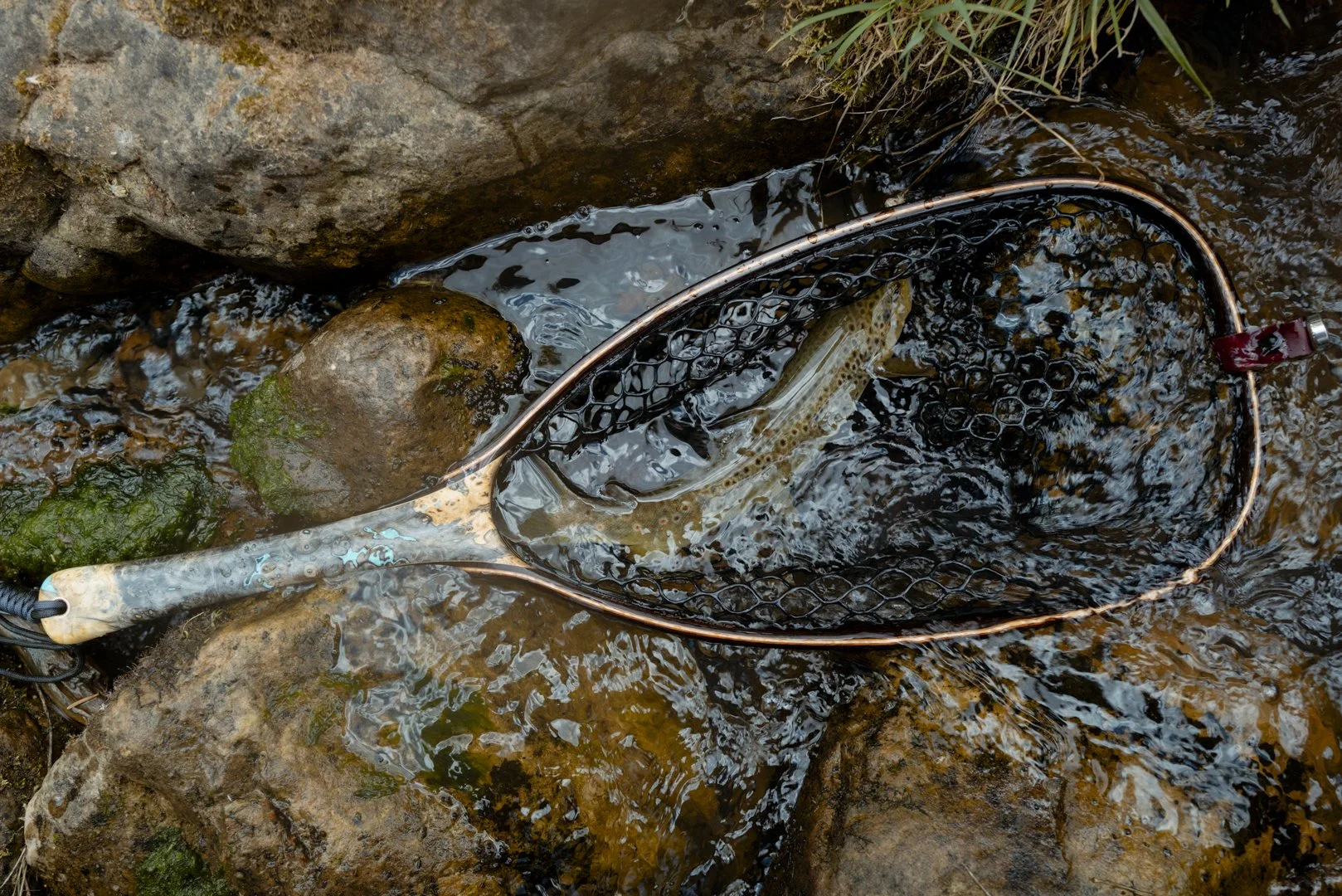A fishing net in a stream containing a fish, with rocks and green moss around.