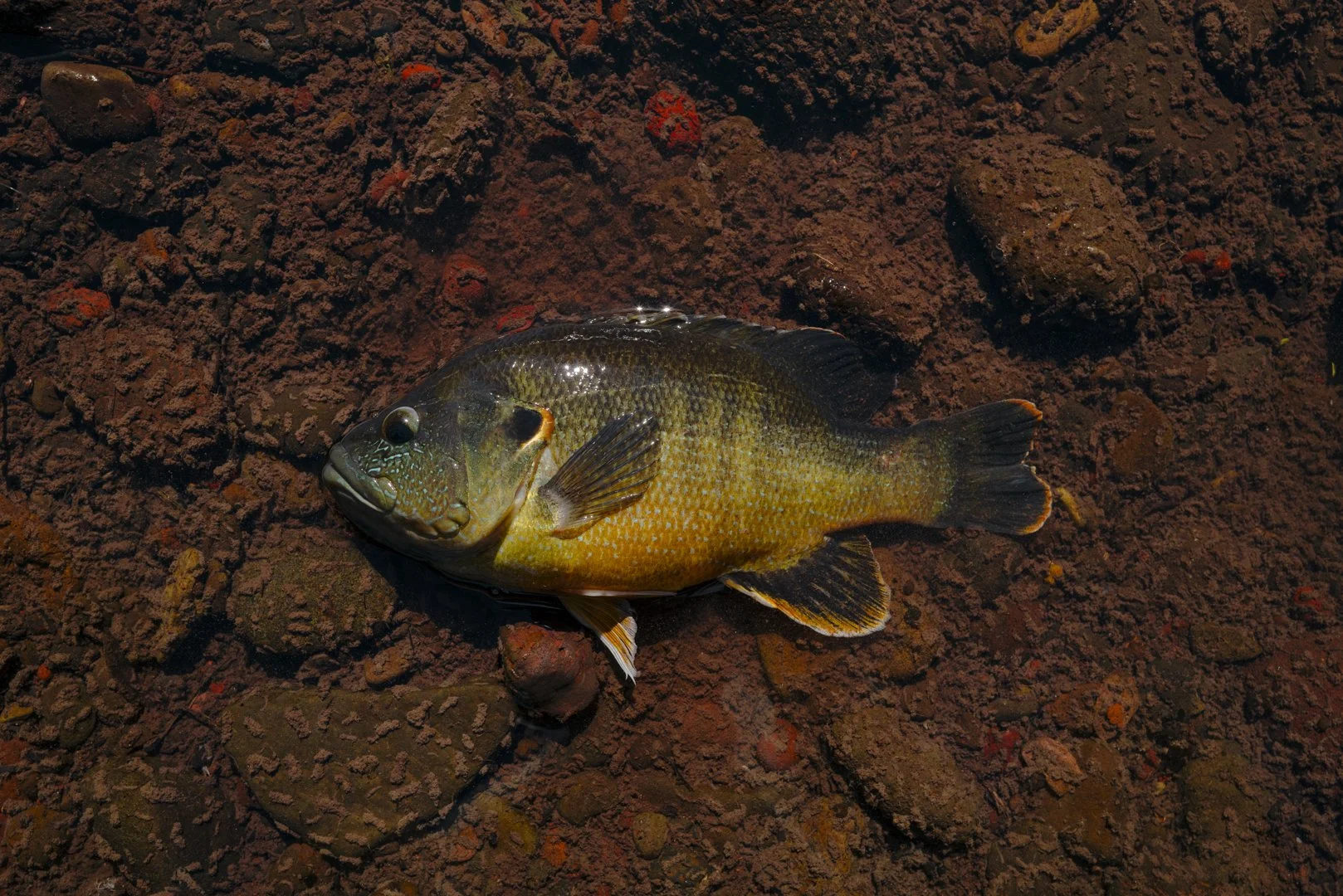 A fish resting on rocky, muddy ground with reddish-brown soil.
