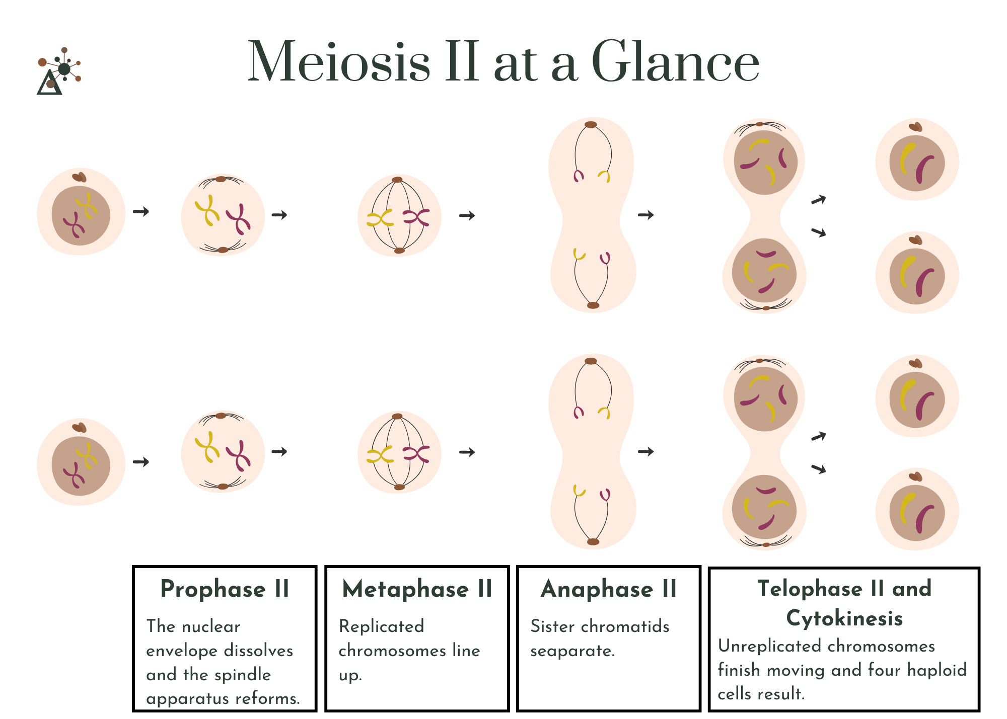 Image titled Meiosis II At a Glance. Below is a graphic showing two cells in interphase, prophase ii, metaphase, ii, anaphase ii, and telophase ii and cytokinesis. Result shows four cells.