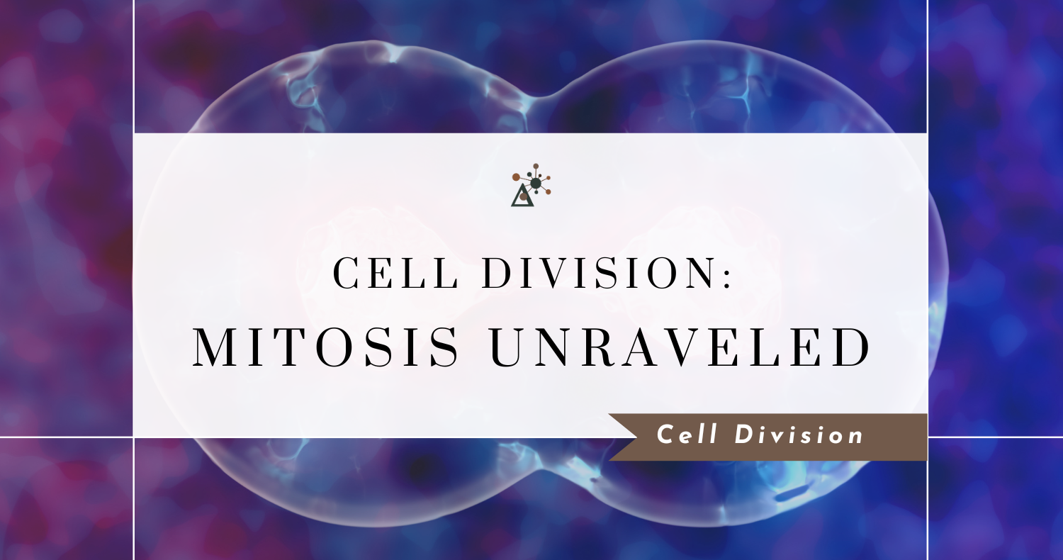 Cell Division: Mitosis Unraveled