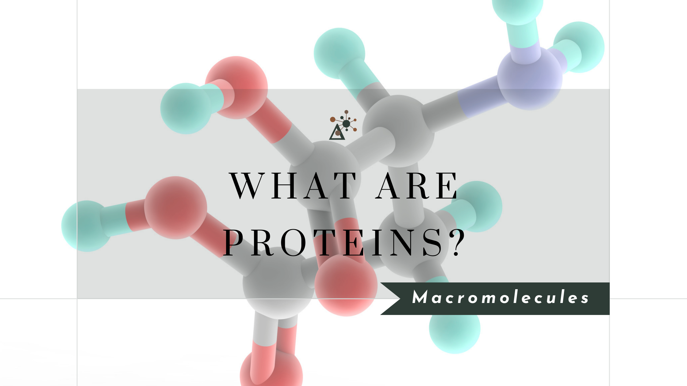 What Are Proteins and How Do They Work?