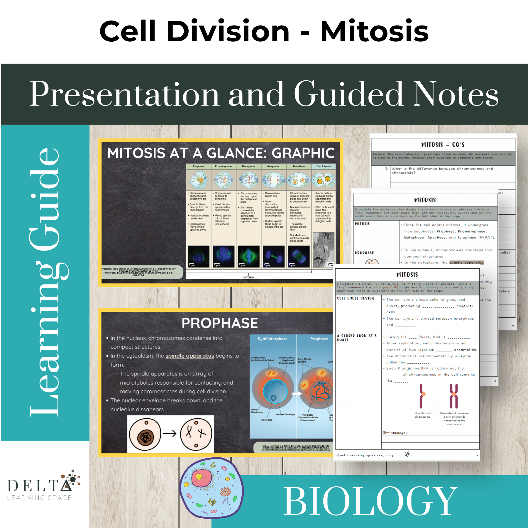 Cell Division Mitosis Lesson and Guided Notes | High School and AP Biology