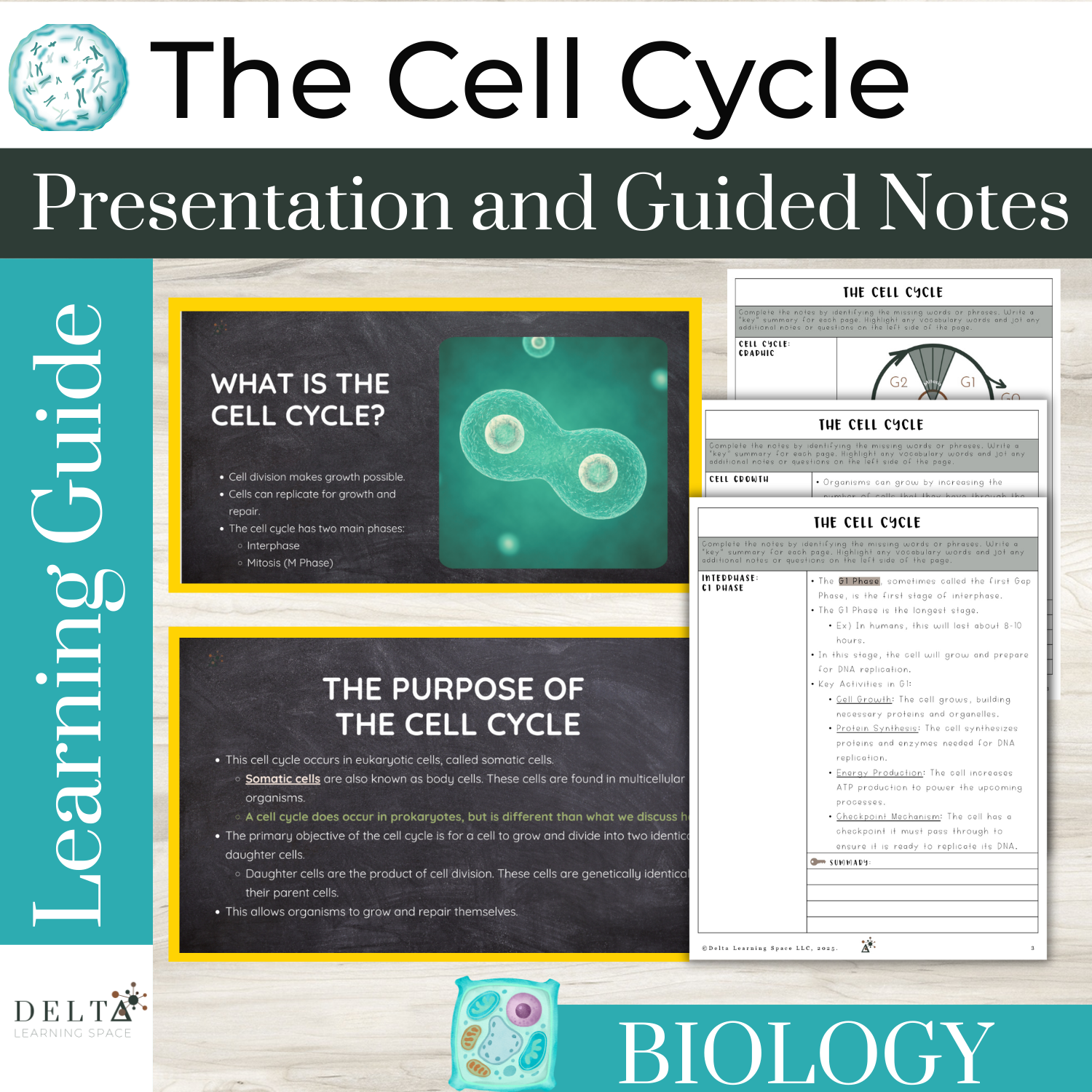 TheCellCycle-MC.png
