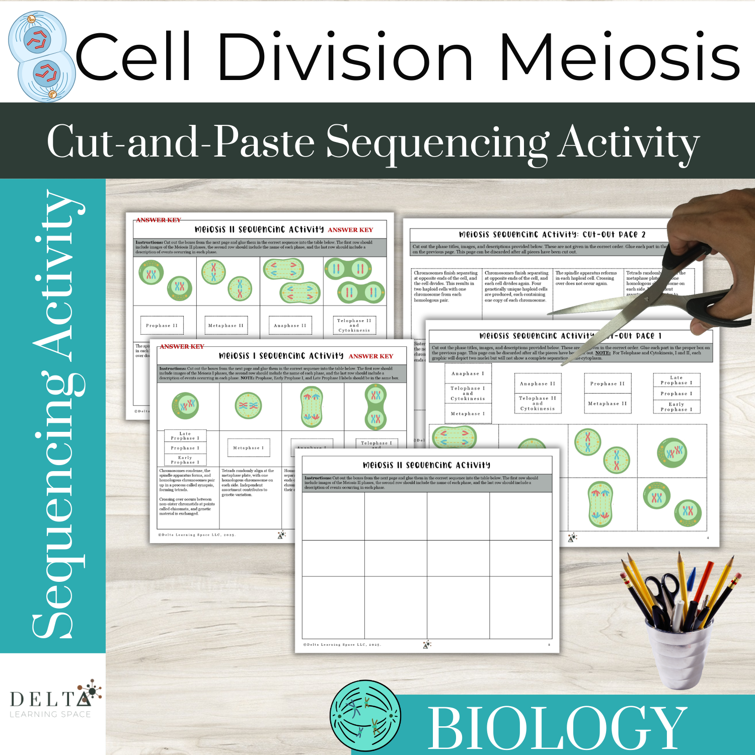 Meiosis I and II Cut and Paste Sequencing Activity | High School Biology