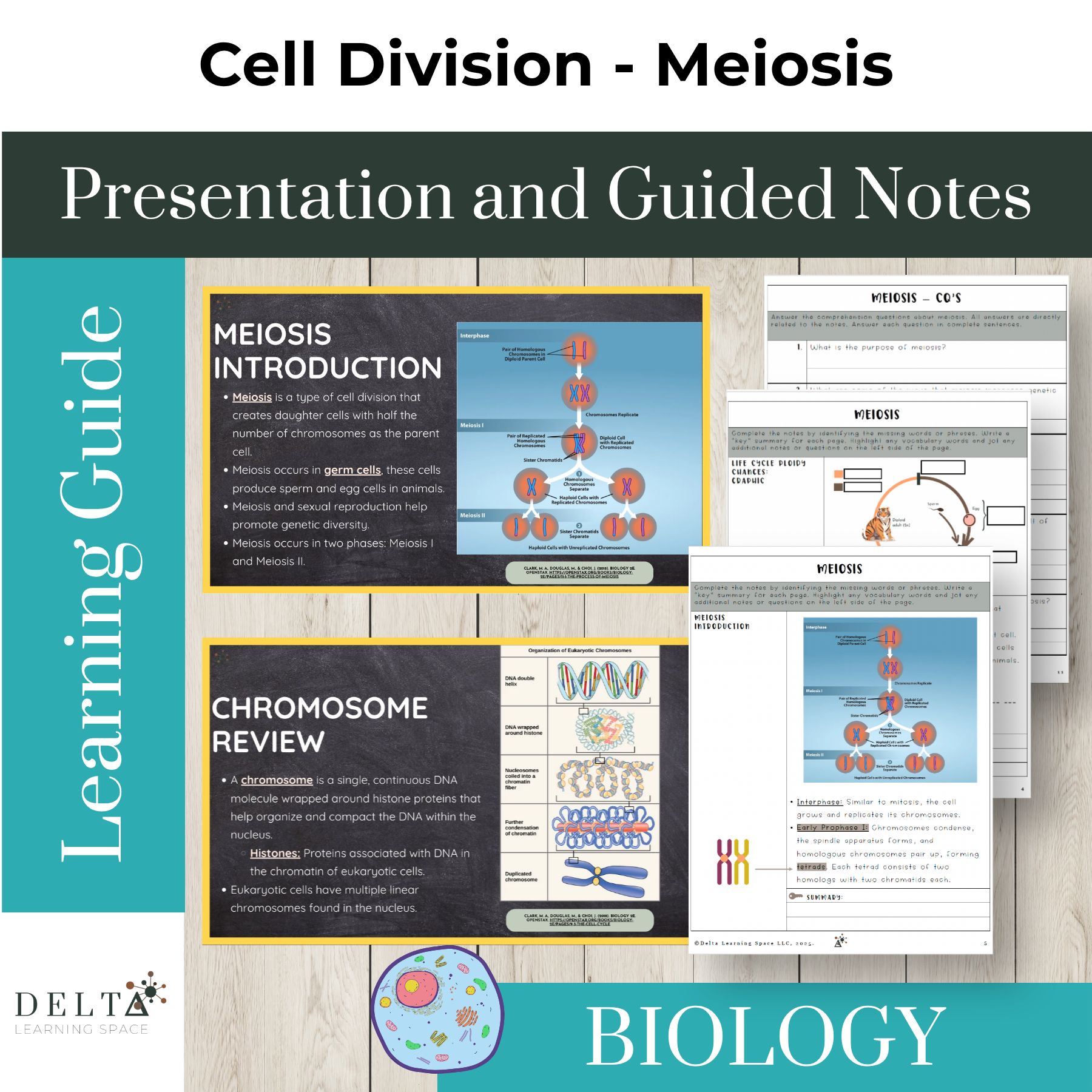 DLS-CC-Meiosis-MC.png