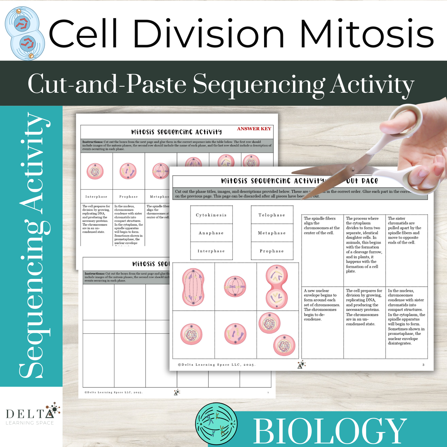 Mitosis Sequencing Cut-and-Paste Activity | High School Biology