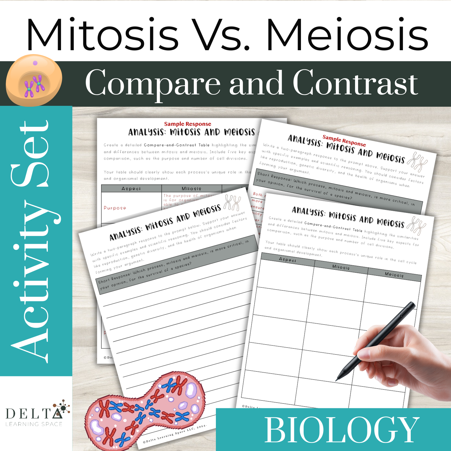 Mitosis vs. Meiosis Activity | Compare and Contrast | Genetic Diversity