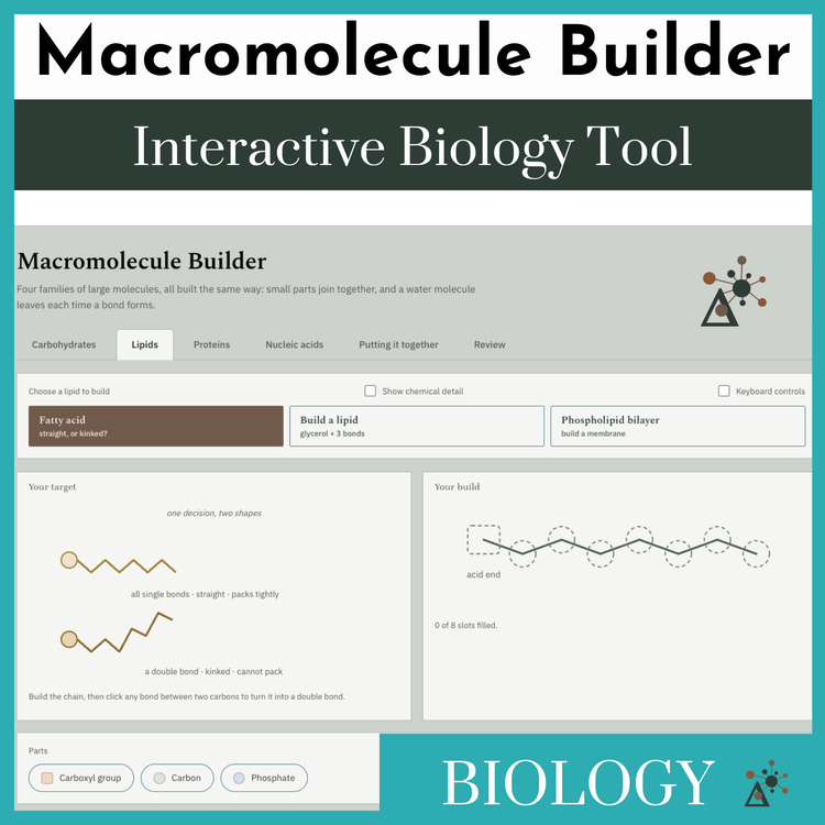 Macromolecule Builder — interactive biology tool for building carbohydrates, lipids, proteins, and nucleic acids