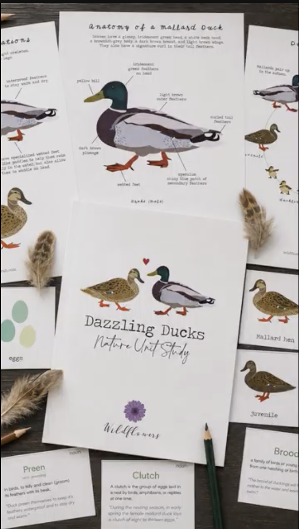 Dabbling Ducks.png