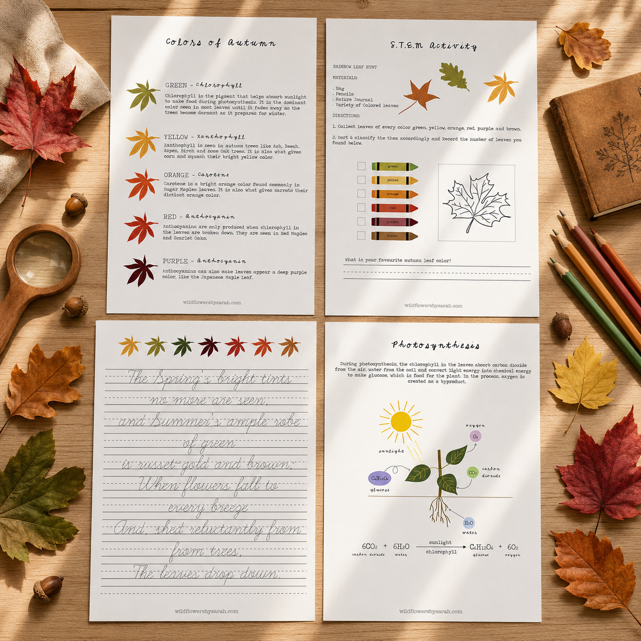 Leaves Study.png