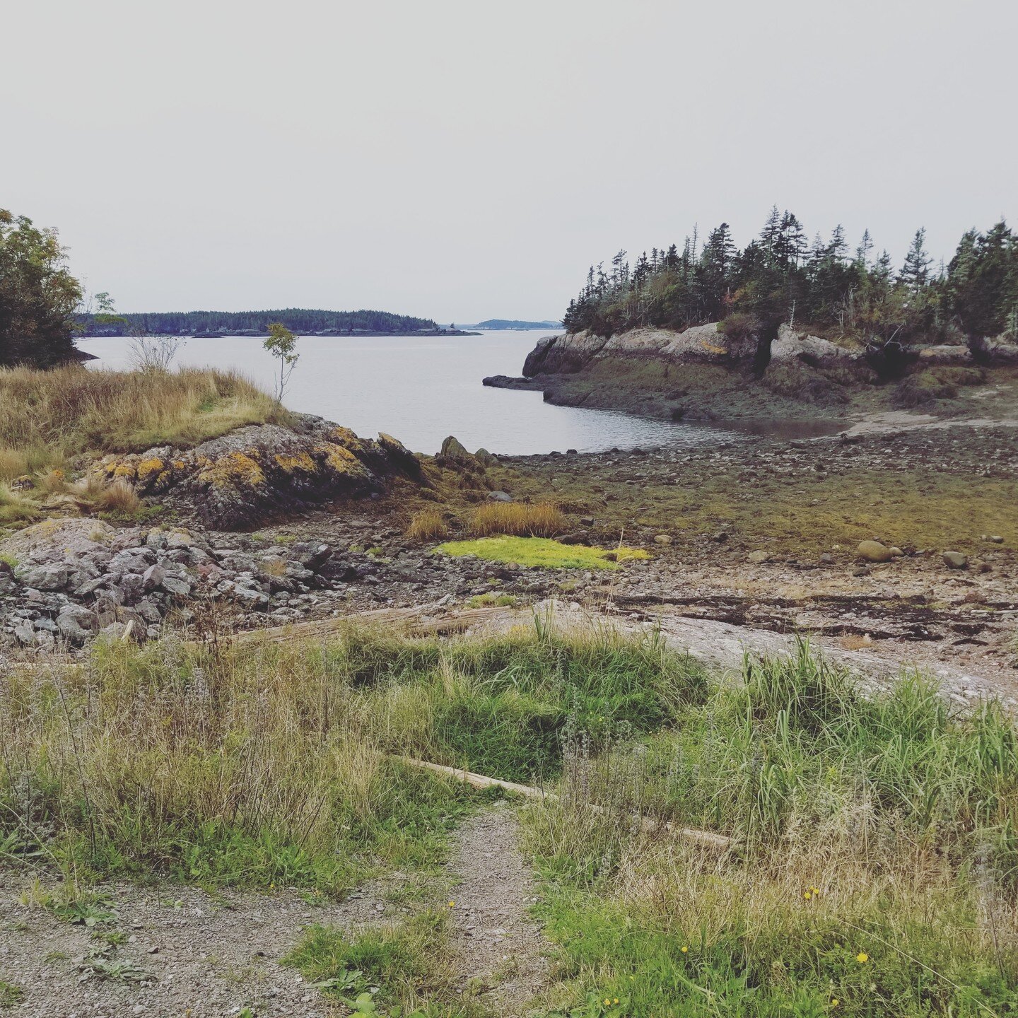 Waiting to take the ferry to #Grand Manan Island at Blacks Harbour? Take a little walk around - you will see amazing lichen and some interesting flora, and note whether the tide is in or out. And within walking distance is a little beach with amazing