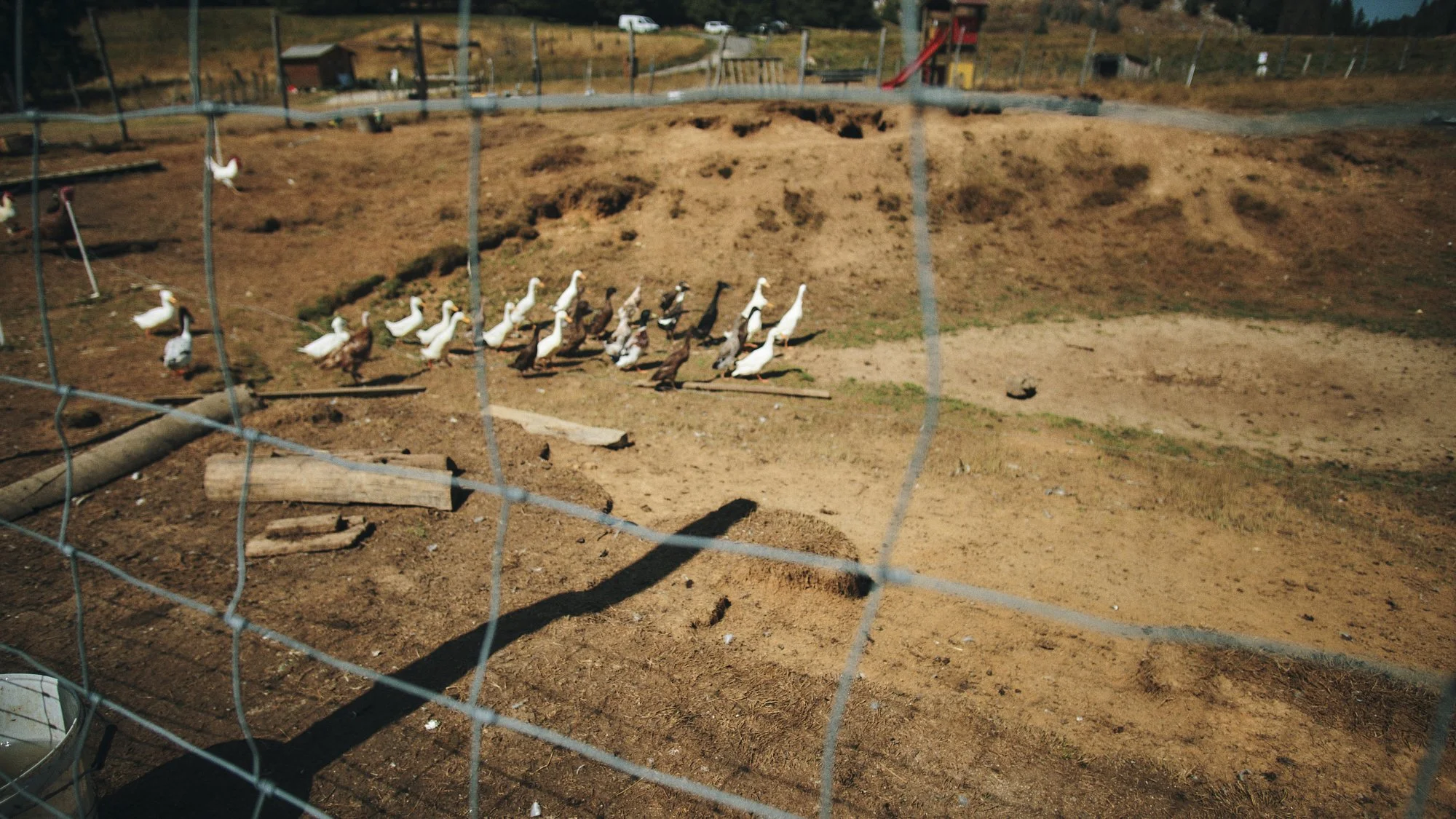 _DSF4482.jpg