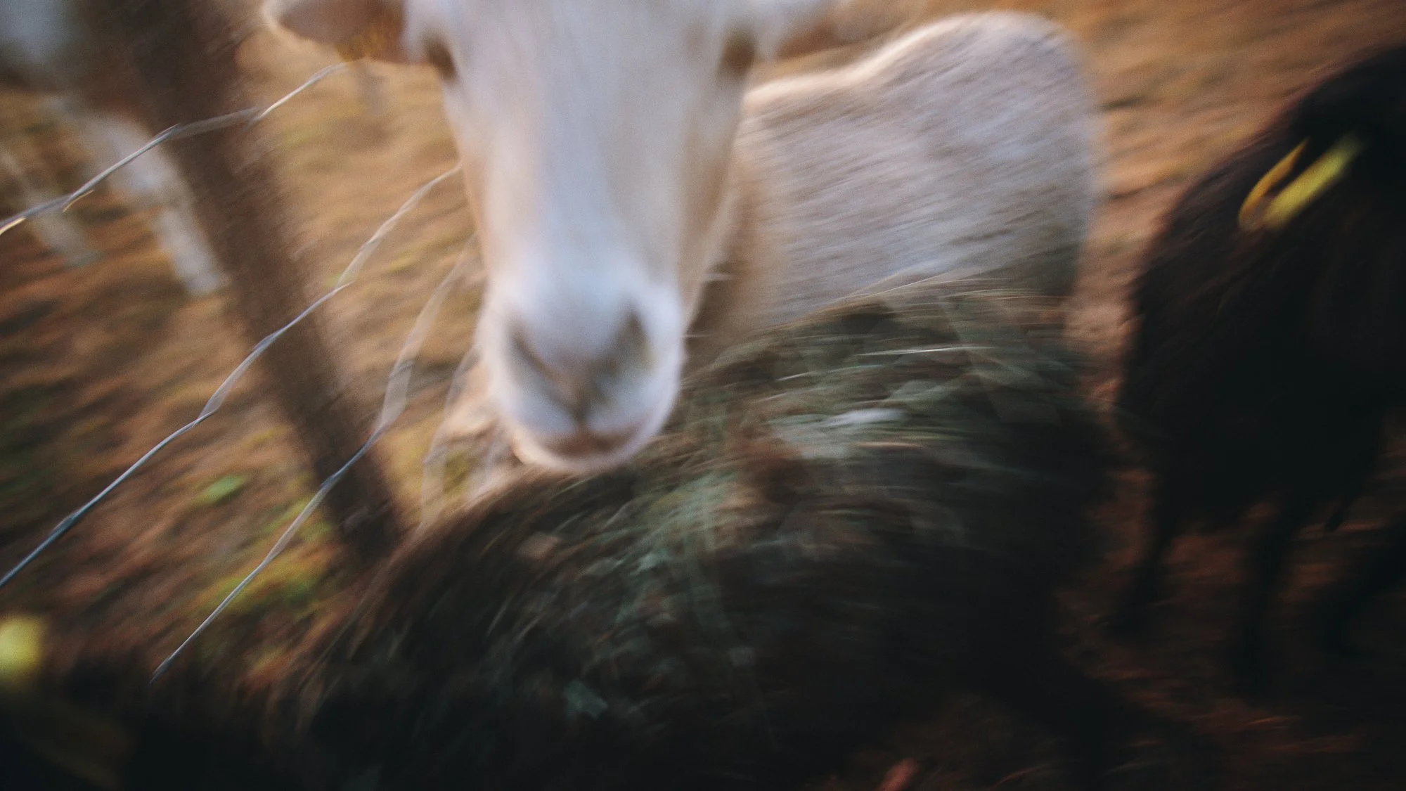 _DSF4415.jpg